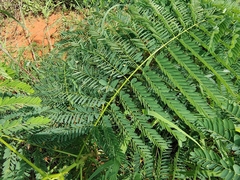 Albizia amara
