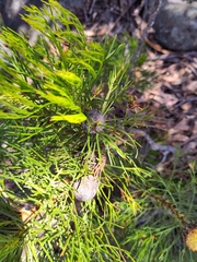 Isopogon anethifolius
