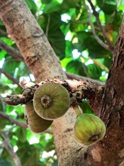 Ficus auriculata