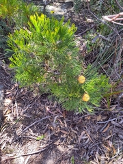 Isopogon anethifolius