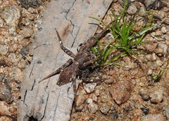 Ornodolomedes