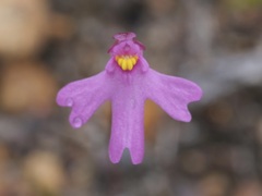 Utricularia multifida