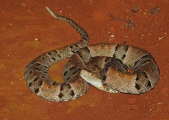 Bothrops moojeni