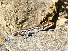 Cryptoblepharus novocaledonicus