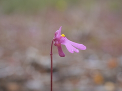 Utricularia multifida