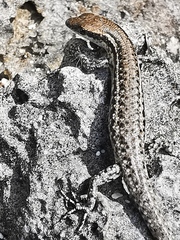 Cryptoblepharus novocaledonicus