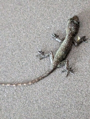Hemidactylus garnotii