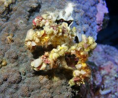 Camposcia retusa