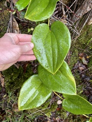Smilax melastomifolia