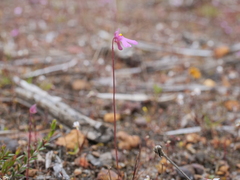 Utricularia multifida