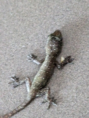 Hemidactylus garnotii
