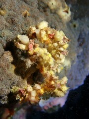 Camposcia retusa