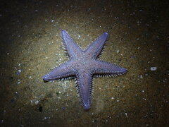 Astropecten armatus