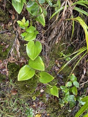Smilax melastomifolia