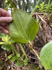Smilax melastomifolia