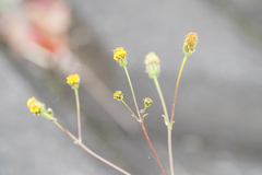 Bidens pilosa pilosa