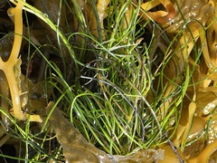 Phyllospadix torreyi