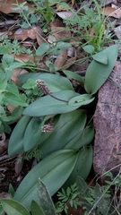 Drimiopsis