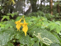Impatiens longiloba