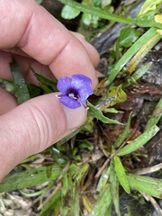Torenia asiatica