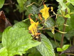 Impatiens longiloba