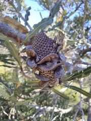 Banksia menziesii
