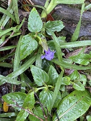 Torenia asiatica