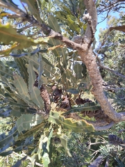 Banksia menziesii