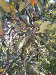 Banksia menziesii