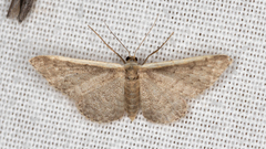 Idaea costaria
