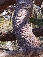 Banksia menziesii