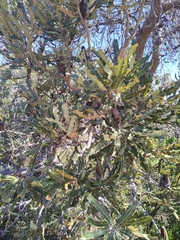 Banksia menziesii