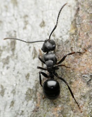 Polyrhachis patiens
