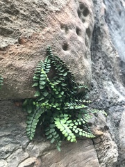 Asplenium trichomanes