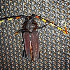 Dorcacerus barbatus