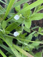 Justicia anagalloides