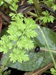 Chaerophyllum tainturieri