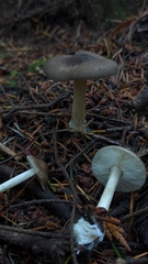 Melanoleuca