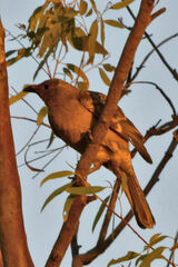 Chlamydera nuchalis
