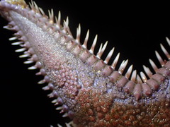 Astropecten armatus