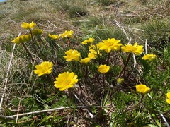 Ranunculus gunnianus