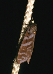 Pachydota ducasa