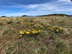 Ranunculus gunnianus