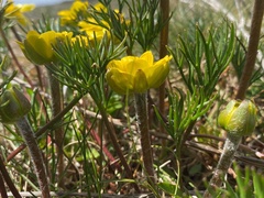 Ranunculus gunnianus