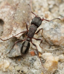 Rhytidoponera tasmaniensis