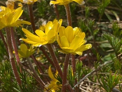 Ranunculus gunnianus