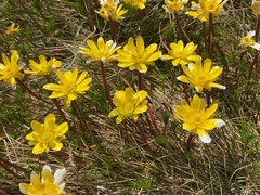 Ranunculus gunnianus