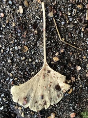Bartheletia paradoxa