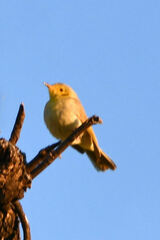 Ptilotula flavescens