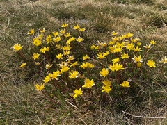 Ranunculus gunnianus